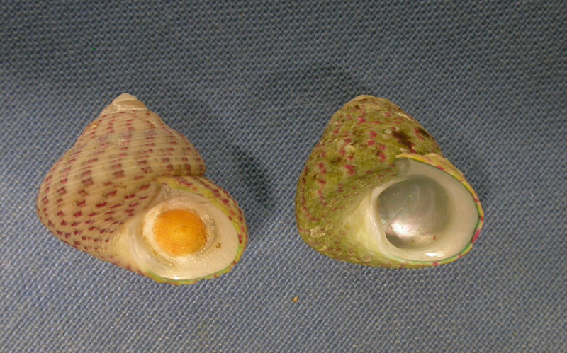 Confronto tra Gibbula divaricata e Gibbula rarilineata